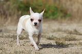 CHIHUAHUA 420